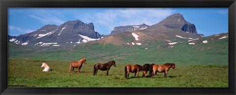 Framed Horses in Borgarfjordur, Iceland Print