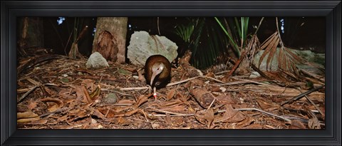 Framed Lord Howe Woodhen Bird Standing Under The Tree, Lord Howe Island, Australia Print