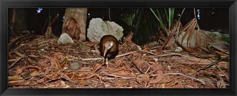 Framed Lord Howe Woodhen Bird Standing Under The Tree, Lord Howe Island, Australia Print
