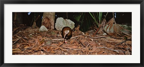 Framed Lord Howe Woodhen Bird Standing Under The Tree, Lord Howe Island, Australia Print