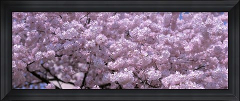 Framed USA, Washington DC, Close-up of cherry blossoms Print