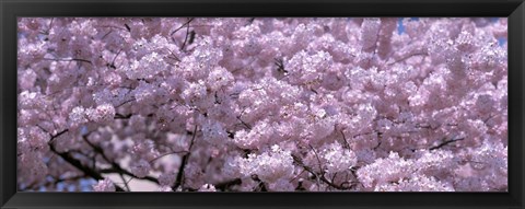 Framed USA, Washington DC, Close-up of cherry blossoms Print