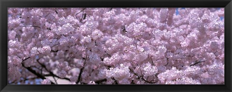 Framed USA, Washington DC, Close-up of cherry blossoms Print