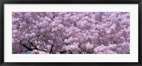 Framed USA, Washington DC, Close-up of cherry blossoms Print