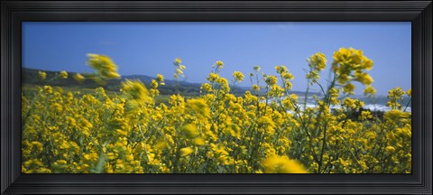 Framed Close-up of flowers, California, USA Print
