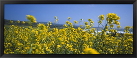 Framed Close-up of flowers, California, USA Print