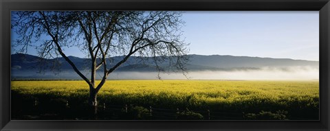 Framed Fog over crops in a field, Napa Valley, California, USA Print