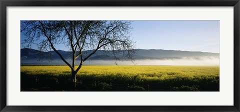 Framed Fog over crops in a field, Napa Valley, California, USA Print
