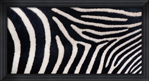 Framed Close-up of Greveys zebra stripes Print