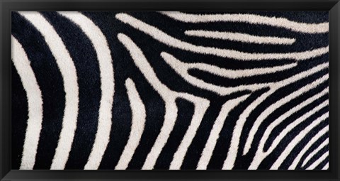 Framed Close-up of Greveys zebra stripes Print