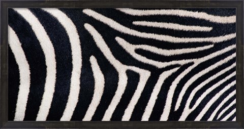 Framed Close-up of Greveys zebra stripes Print