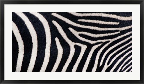 Framed Close-up of Greveys zebra stripes Print