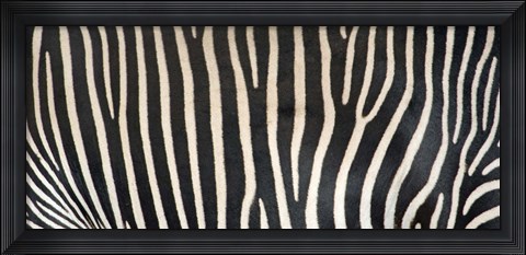 Framed Grevey&#39;s Zebra Stripes Print