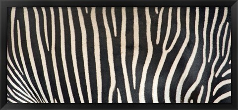 Framed Grevey&#39;s Zebra Stripes Print