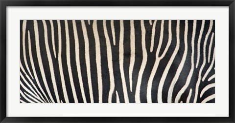 Framed Grevey&#39;s Zebra Stripes Print