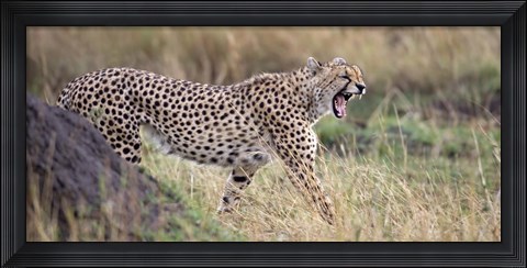 Framed Cheetah walking in a field Print