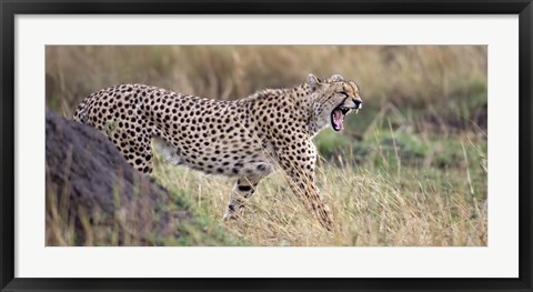 Framed Cheetah walking in a field Print