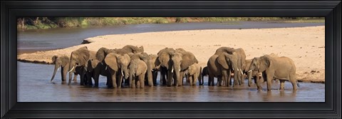 Framed Herd of African elephants at a river Print