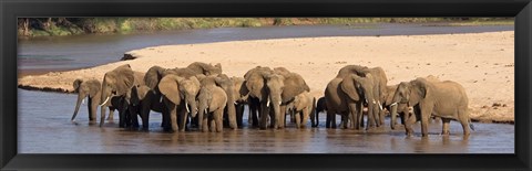 Framed Herd of African elephants at a river Print