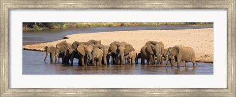 Framed Herd of African elephants at a river Print