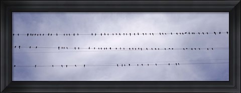 Framed California, Flock of birds sitting on power line Print