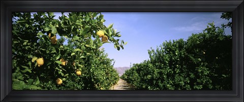 Framed Crop Of Lemon Orchard, California, USA Print