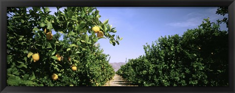 Framed Crop Of Lemon Orchard, California, USA Print