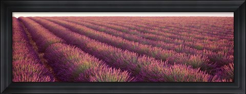 Framed Close-up of Lavender fields, Plateau de Valensole, France Print