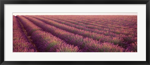 Framed Close-up of Lavender fields, Plateau de Valensole, France Print