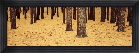 Framed Low Section View Of Pine And Oak Trees, Cape Cod, Massachusetts, USA Print