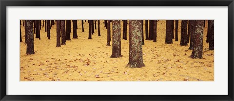 Framed Low Section View Of Pine And Oak Trees, Cape Cod, Massachusetts, USA Print