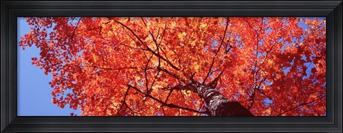 Framed Low Angle View Of A Maple Tree, Acadia National Park, Mount Desert Island, Maine, USA Print
