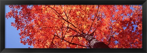 Framed Low Angle View Of A Maple Tree, Acadia National Park, Mount Desert Island, Maine, USA Print