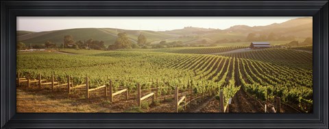 Framed Panoramic view of vineyards, Carneros District, Napa Valley, California, USA Print