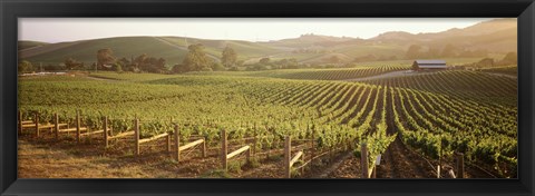 Framed Panoramic view of vineyards, Carneros District, Napa Valley, California, USA Print