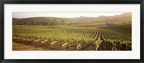 Framed Panoramic view of vineyards, Carneros District, Napa Valley, California, USA Print