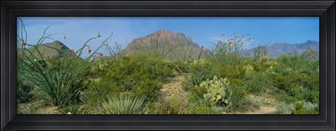 Framed Ocotillo Plants In A Park, Big Bend National Park, Texas, USA Print