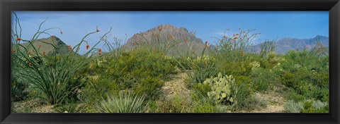 Framed Ocotillo Plants In A Park, Big Bend National Park, Texas, USA Print