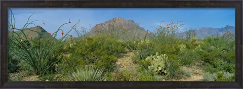 Framed Ocotillo Plants In A Park, Big Bend National Park, Texas, USA Print