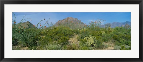 Framed Ocotillo Plants In A Park, Big Bend National Park, Texas, USA Print