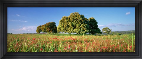 Framed Flowers in a field, Andalusia, Spain Print