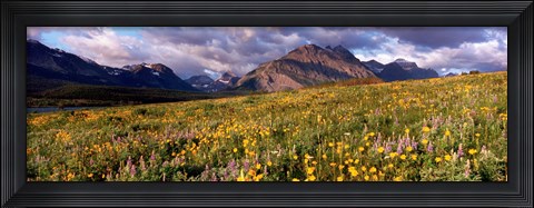 Framed Flowers in a field, Glacier National Park, Montana, USA Print