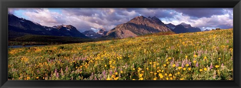 Framed Flowers in a field, Glacier National Park, Montana, USA Print