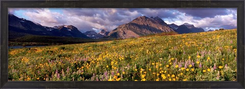 Framed Flowers in a field, Glacier National Park, Montana, USA Print
