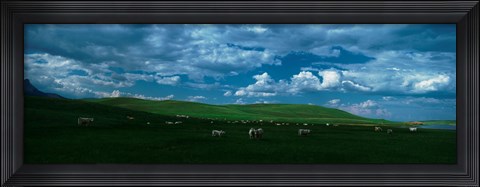 Framed Charolais cattle grazing in a field, Rocky Mountains, Montana, USA Print