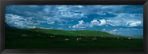 Framed Charolais cattle grazing in a field, Rocky Mountains, Montana, USA Print