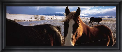 Framed Horses in a field, Montana, USA Print