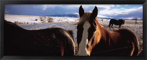 Framed Horses in a field, Montana, USA Print