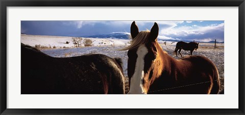 Framed Horses in a field, Montana, USA Print