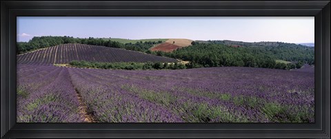 Framed Lavenders Growing In A Field, Provence, France Print
